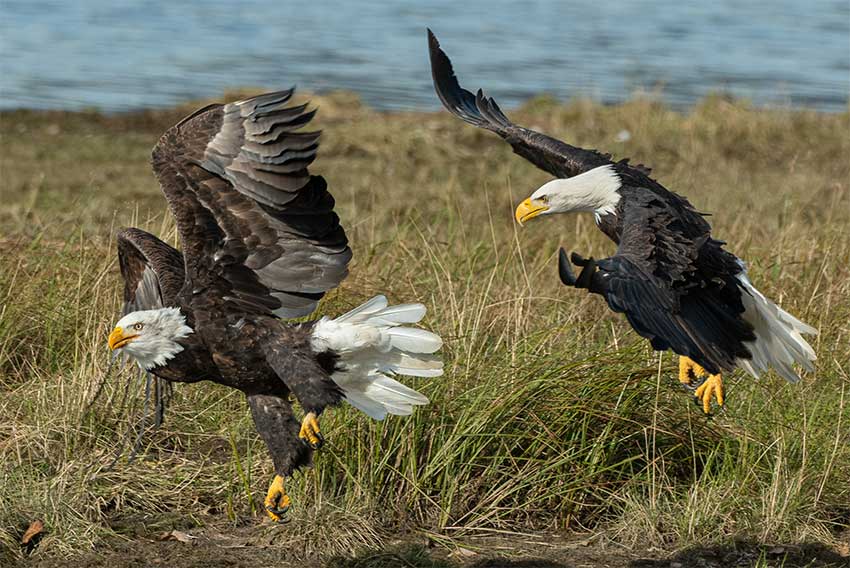 The Eagles Have Landed